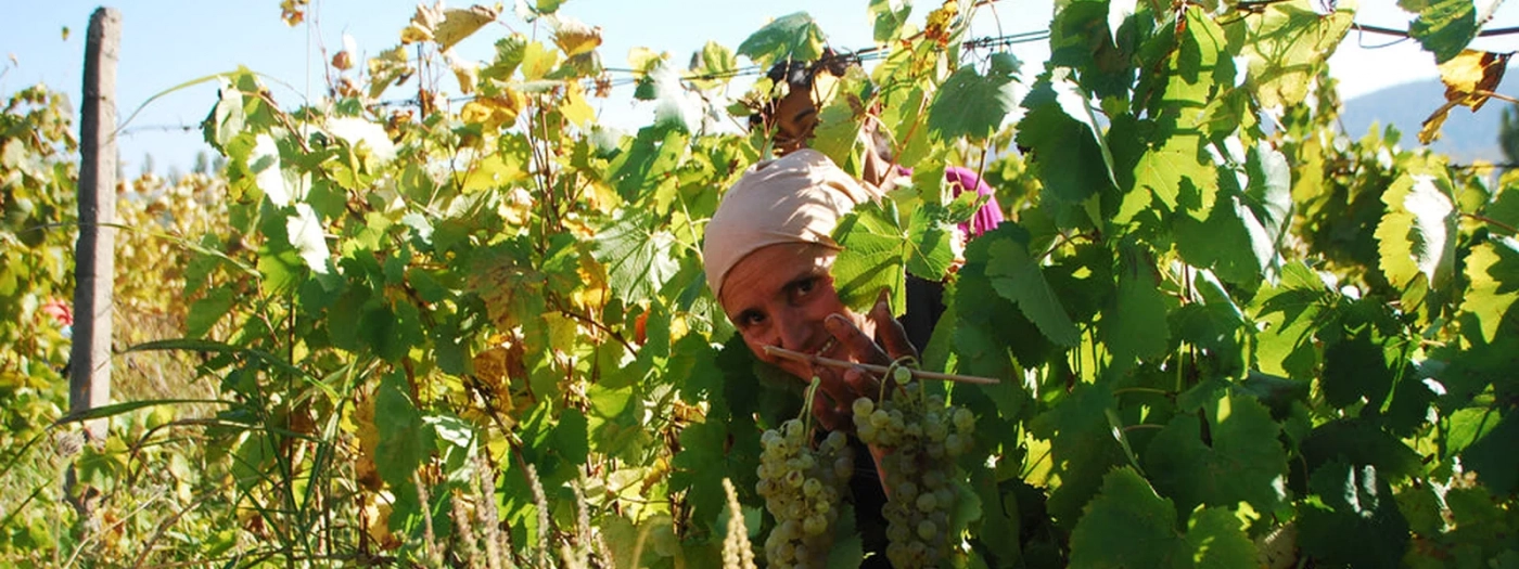 Akhmeta Wine House