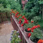 სურათი