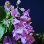 სურათი