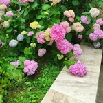 სურათი