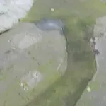 სურათი